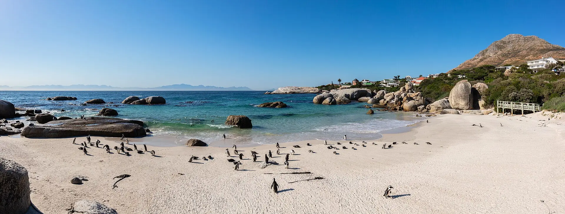 Dutzende Afrikanische Pinguine auf dem weißen Sandstrand von Boulders zwischen runden Felsblöcken und türkisem Wasser, rechts ein Holzsteg