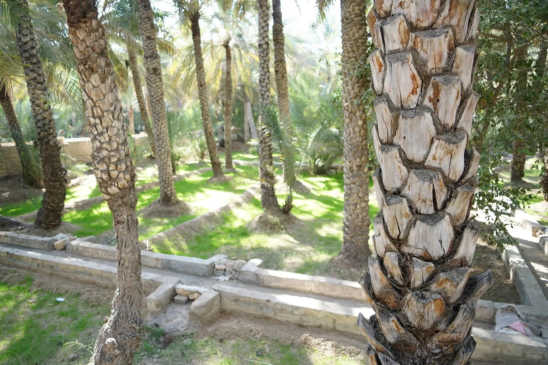 Gemauerte flache Bewässerungskanäle (Falaj) auf grünem Rasen zwischen Dattelpalmen mit geschuppten Stämmen in Al Ain
