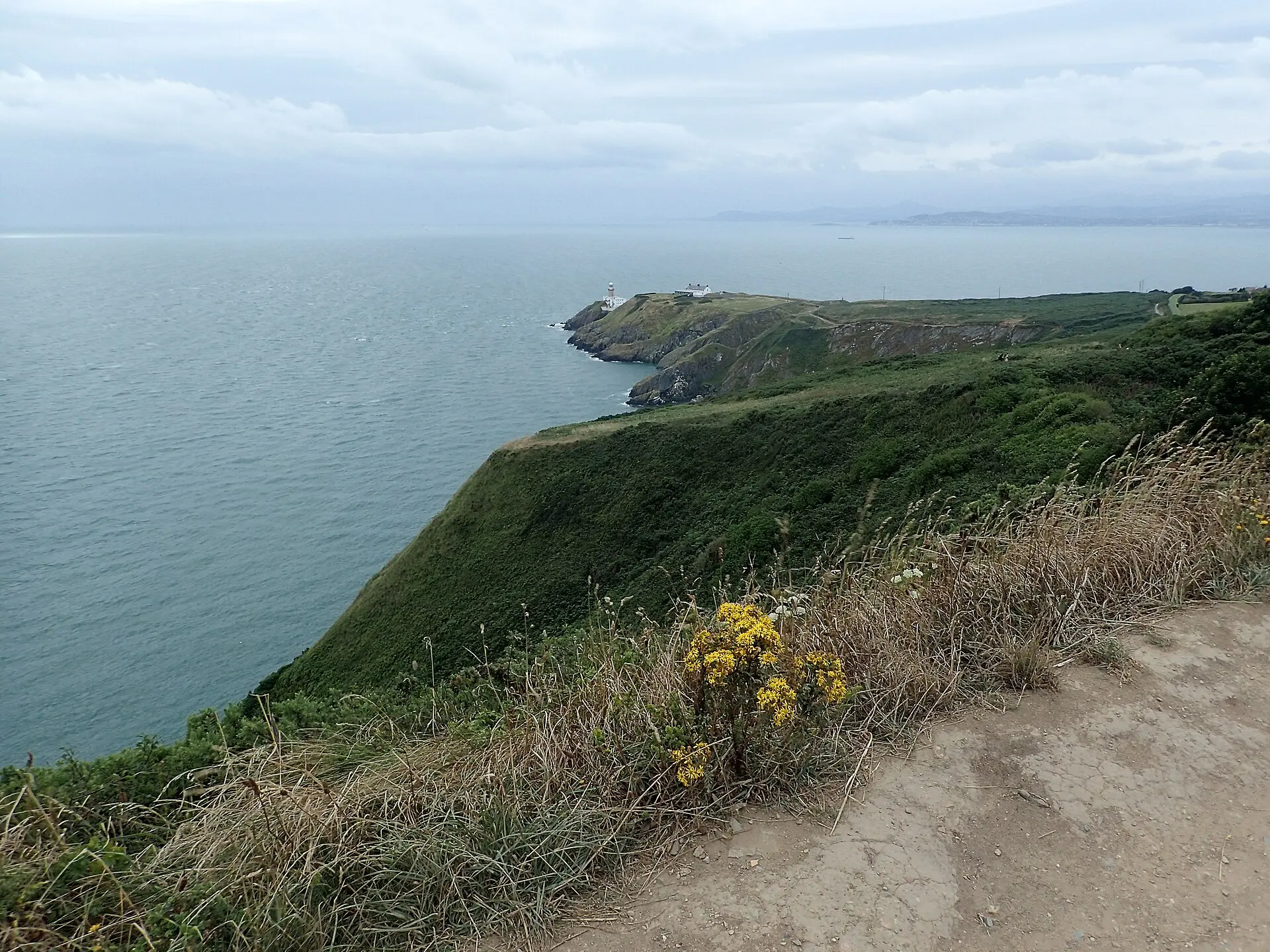 Blick vom Klippenweg in Howth über Gräser und gelbe Wildblumen auf grüne Steilküste und eine Landzunge mit Leuchtturm