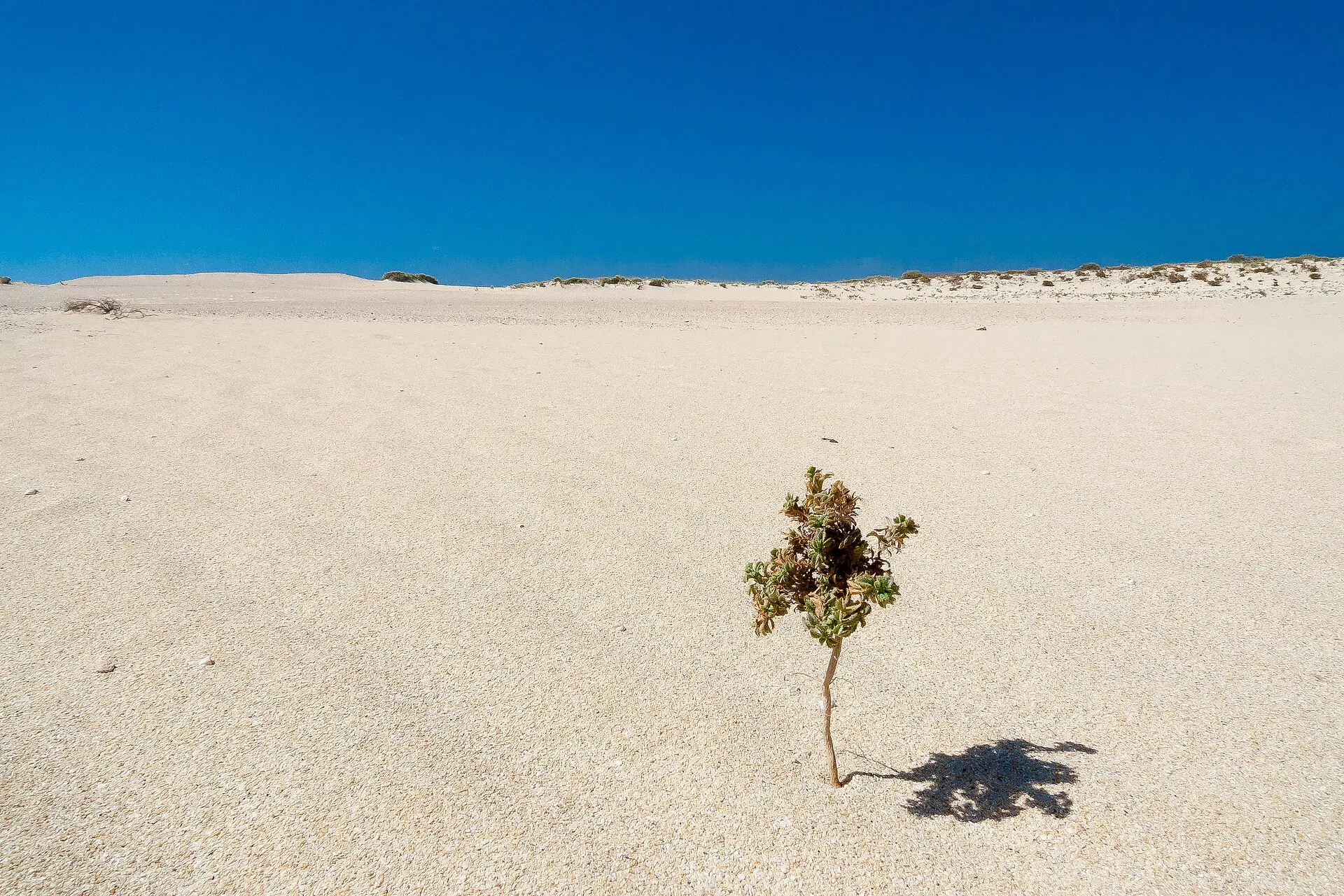 Weißer Dünensand im Naturpark Corralejo unter tiefblauem Himmel, in der Mitte ein einzelner kleiner Strauch mit scharfem Schatten