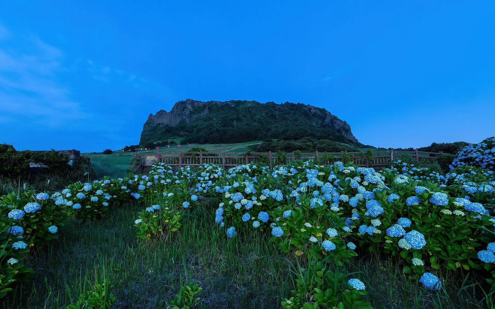 Dunkler Tuffkegel Seongsan Ilchulbong auf Jeju zur blauen Stunde, davor ein Feld blauer Hortensien, ein Holzzaun und Wiese