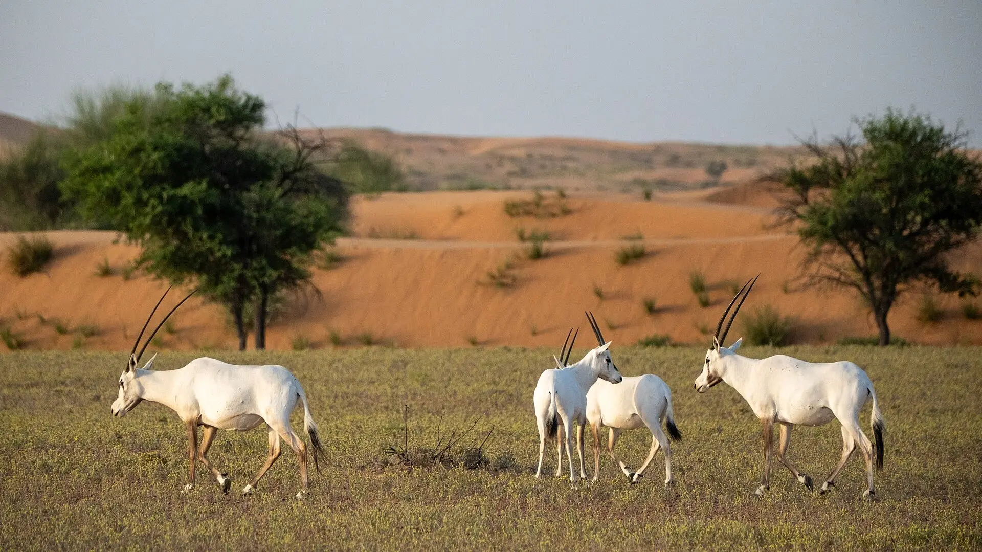 Vier Arabische Oryx mit langen, geraden Hörnern auf trockenem Gras, dahinter orange Sanddünen und zwei Bäume