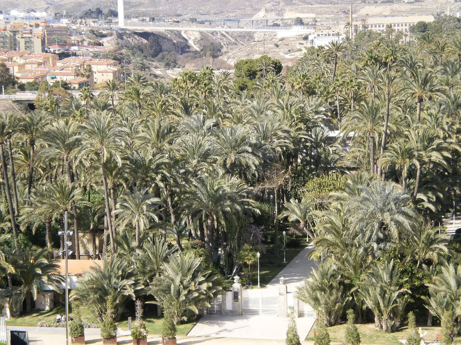 Erhöhter Blick über einen dichten Dattelpalmenhain in Elche, vorn ein weißes Gittertor mit Laterne, hinten Wohnhäuser und ein Flussbett