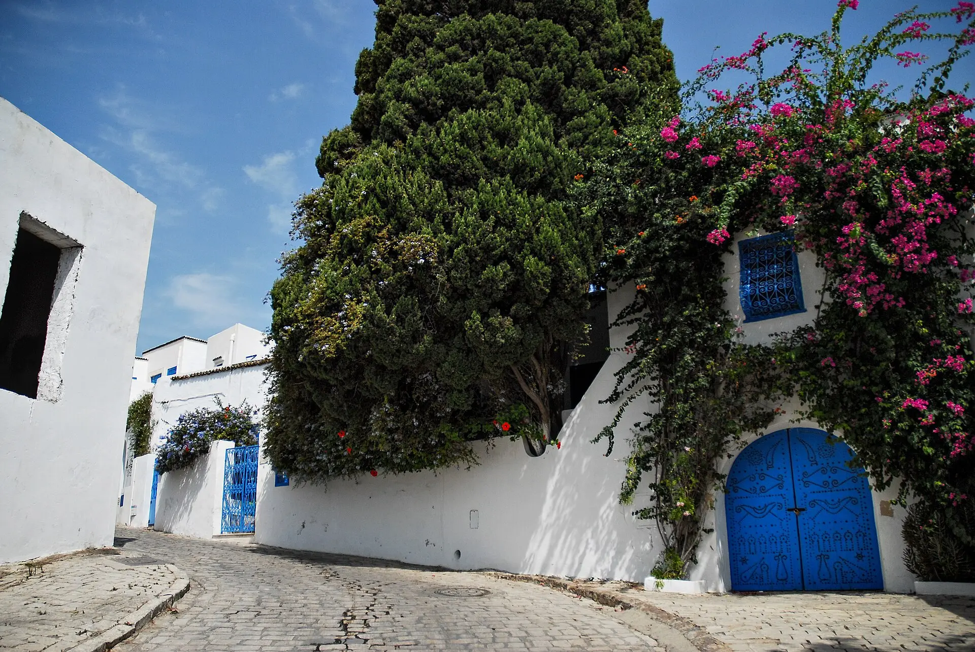 Gepflasterte Gasse in Sidi Bou Saïd mit weiß gekalkten Mauern, blauer Rundbogentür, pinker Bougainvillea und hohem Nadelbaum