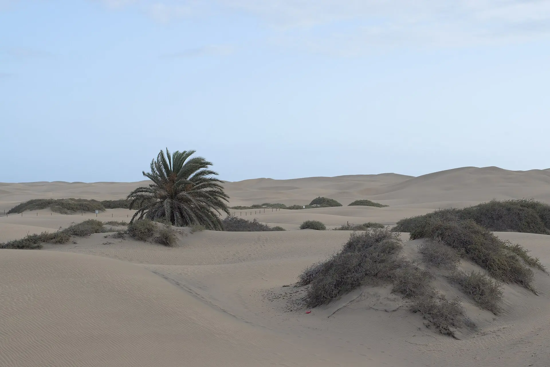 Dünen von Maspalomas an einem fast wolkenlosen Abend: geriffelter Sand, niedrige Büsche, links eine einzelne Palme