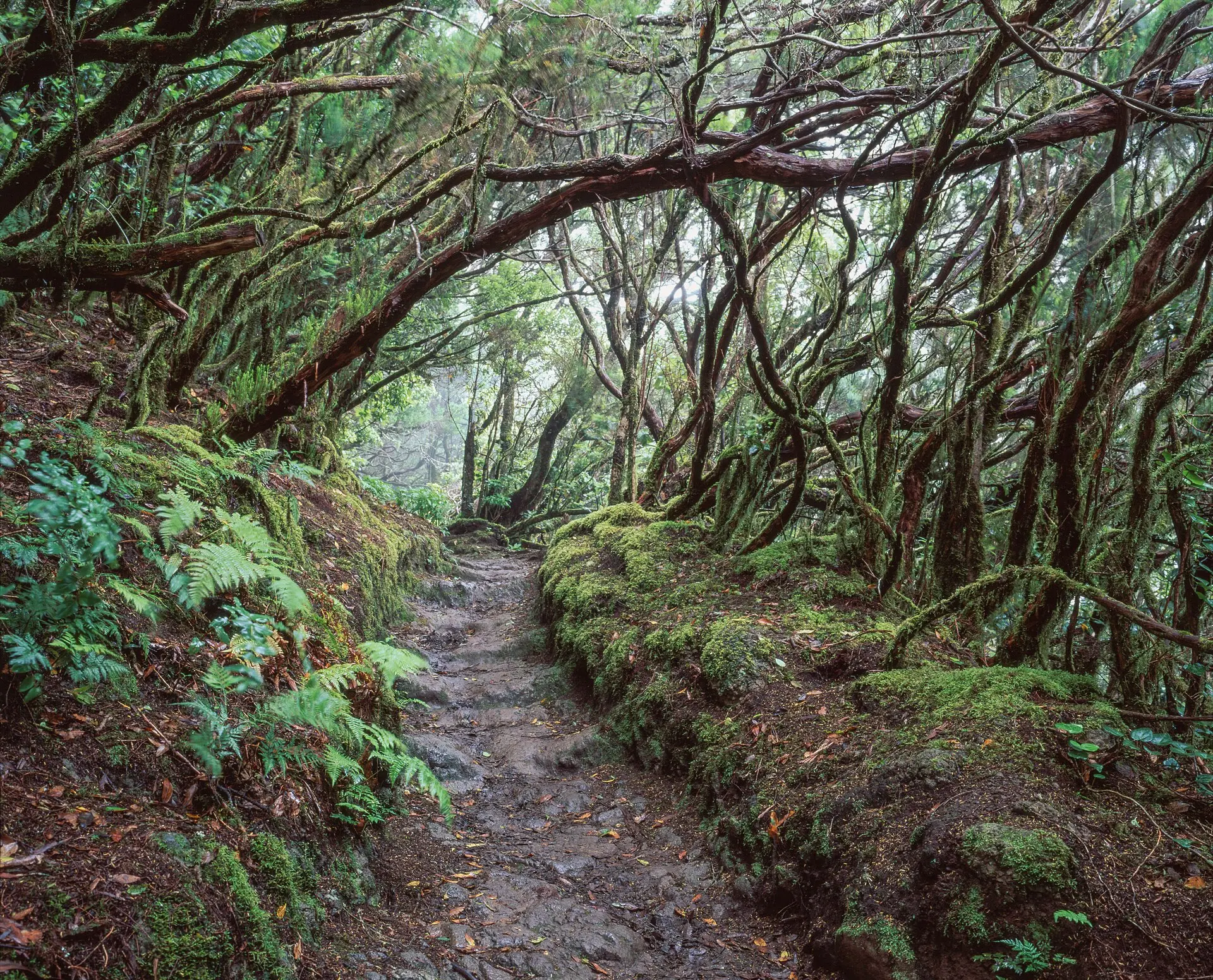 Wanderweg durch moosbewachsenen Lorbeerwald im Anaga-Gebirge