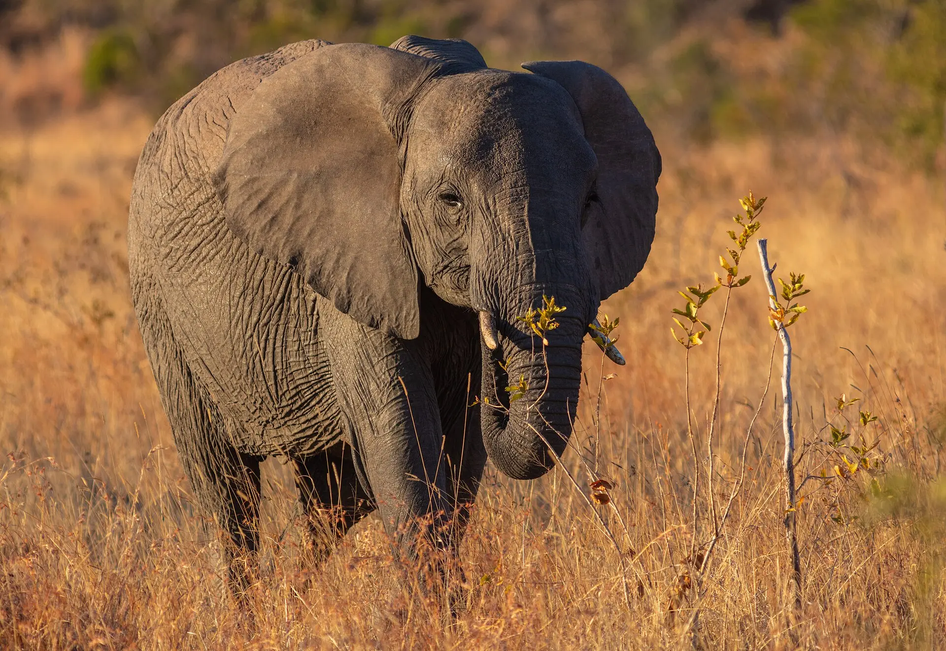 Junger Afrikanischer Elefant von vorn im goldgelben Trockengras des Kruger-Nationalparks, Rüssel gesenkt, Hintergrund unscharf