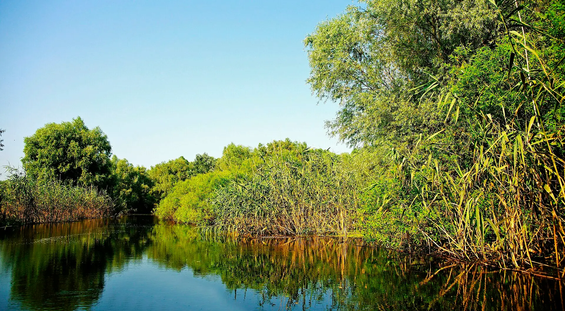 Ruhiger Kanal im Donaudelta mit dunklem Wasser und Spiegelungen, rechts dichtes Schilf und Weiden, links Büsche und Bäume