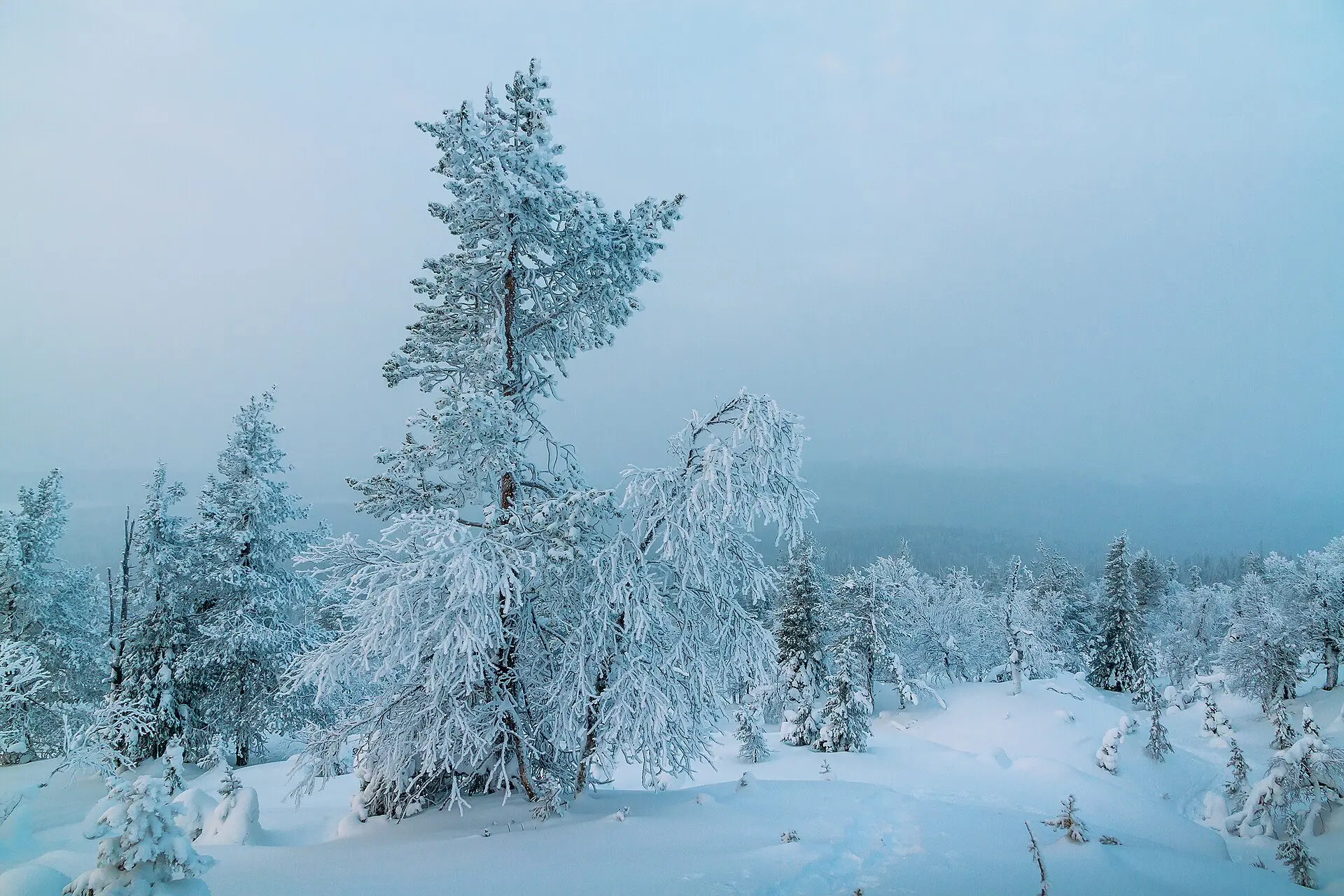 Tief verschneite Kiefer und Birken mit Raureif am Fjell Lommoltunturi in Lappland, dahinter Hügel im bläulichen Dunst